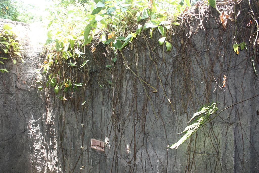 Budi Guest House Ubud Exterior photo